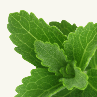Stevia