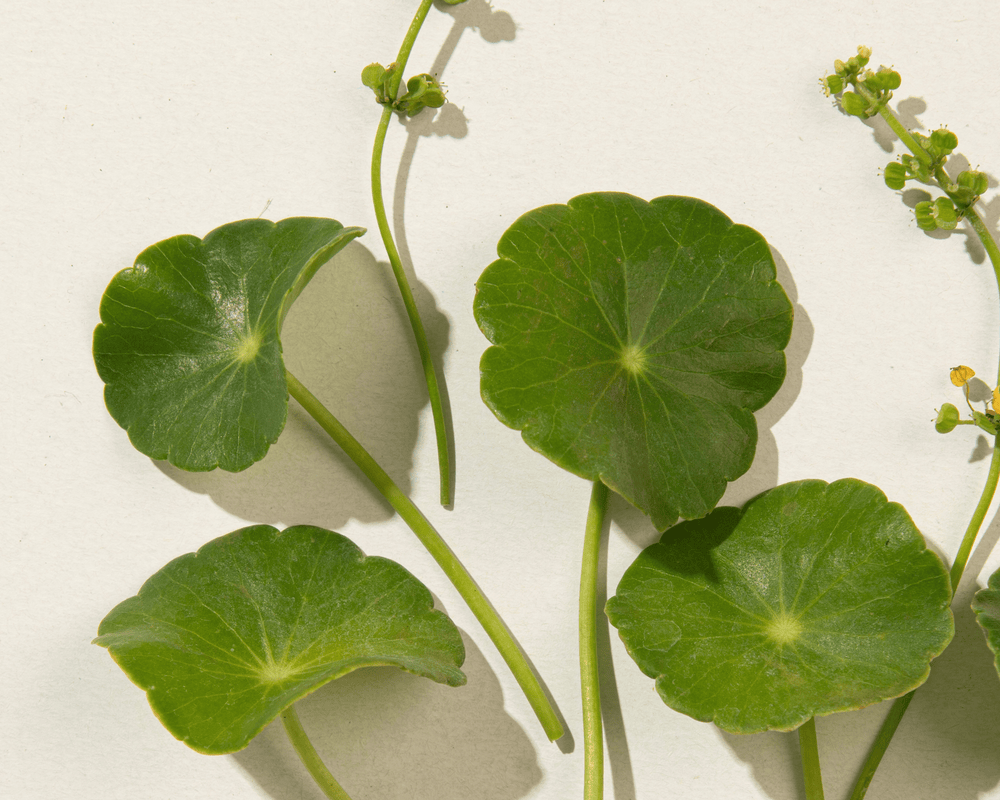 Brahmi