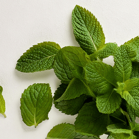 Spearmint