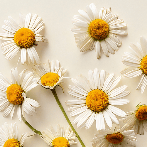Chamomile
