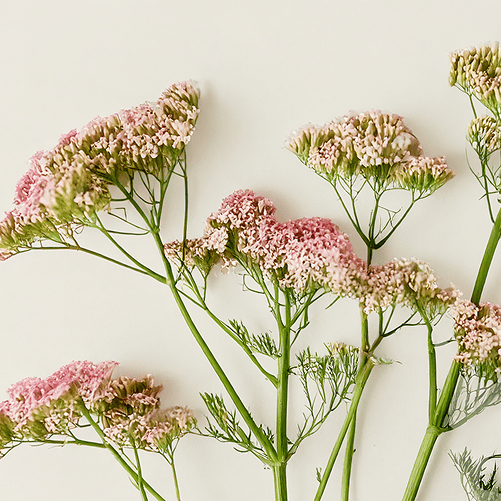 Valerian Root