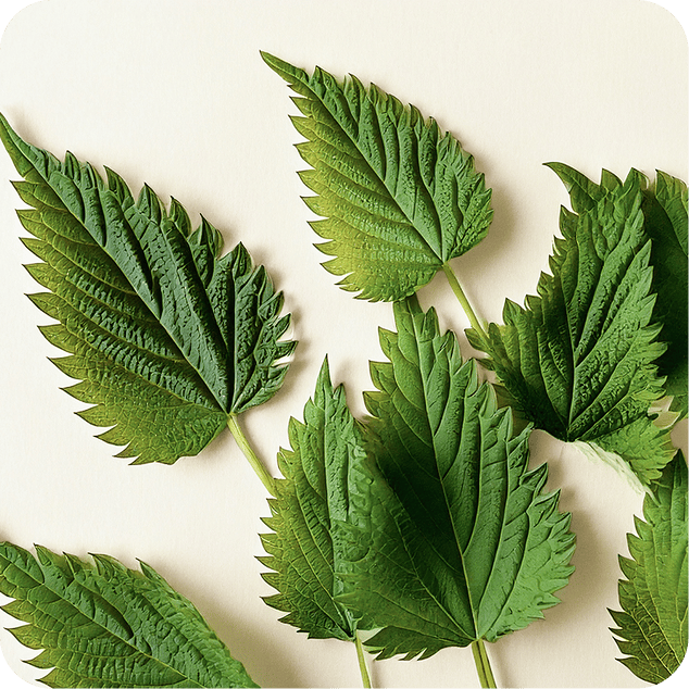 Stinging Nettle