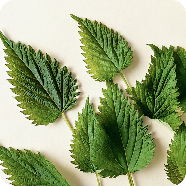 Stinging Nettle