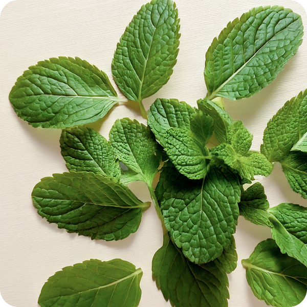 Peppermint