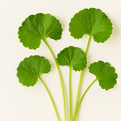 Gotu Kola