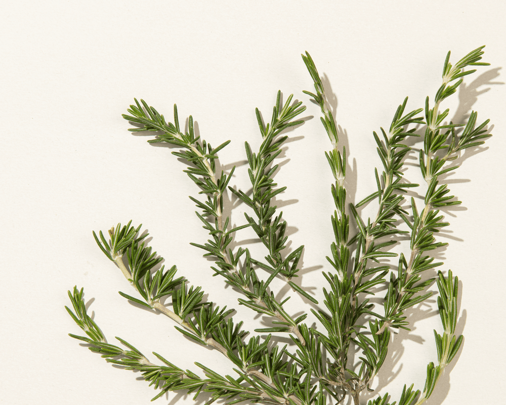 Fresh Rosemary