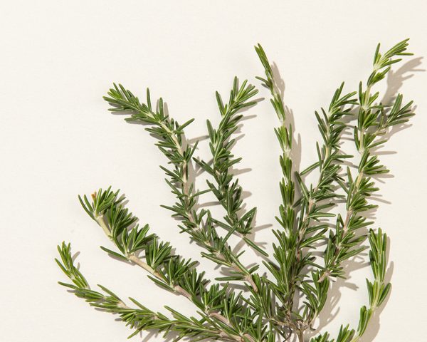 Fresh Rosemary