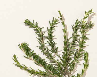 Fresh Rosemary